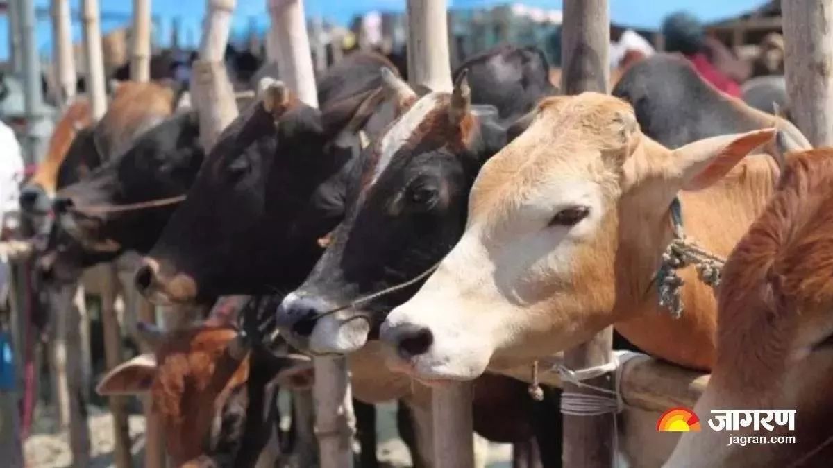 lumpy skin disease free vaccination drive in kaushambi